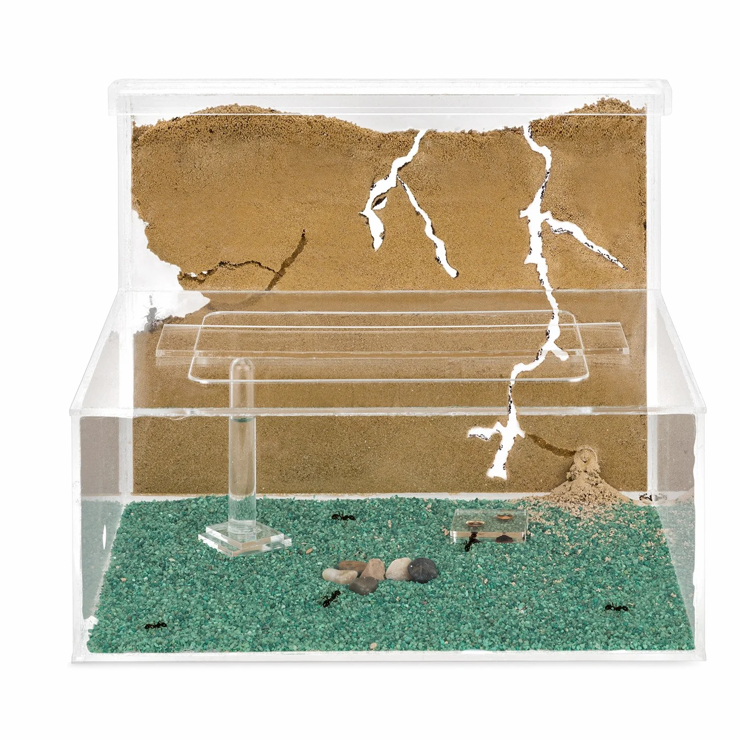 Anthouse.es - Hormiguero Natural de Arena - Kit en acrilico a Forma de L (Sándwich + Caja de Forrajeo) - Granja de Hormigas con Colonia de Hormigas Incluida - 25x20x1 cm y 10x24x10 cm - Transparente