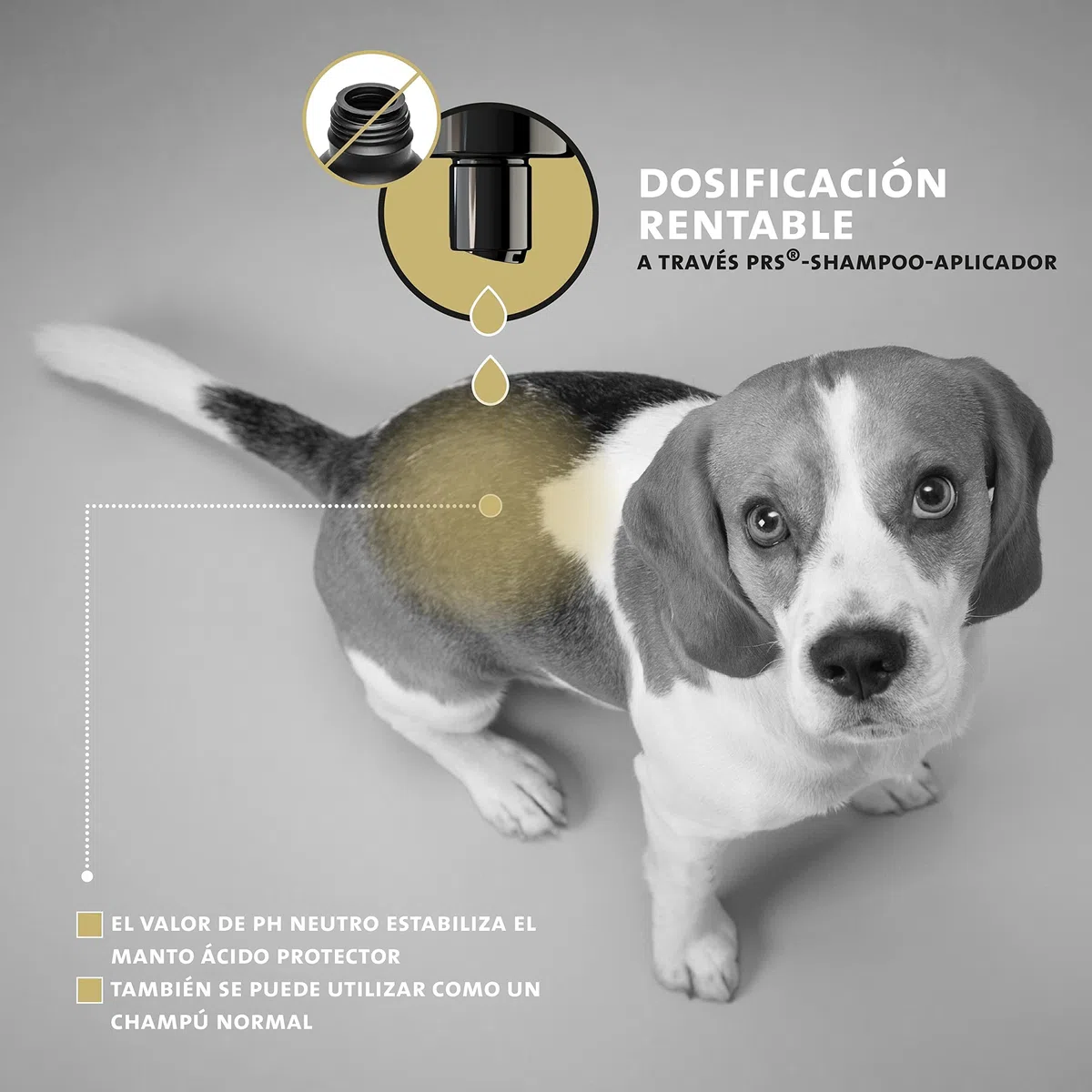 Peticare Perro Champu contra Picor Fuerte, Anti-Pulgas y Anti-Acaros - Tratamiento para Parasitos y Repelente, Shampoo, Ingredientes eficaces - petDog Health 2104