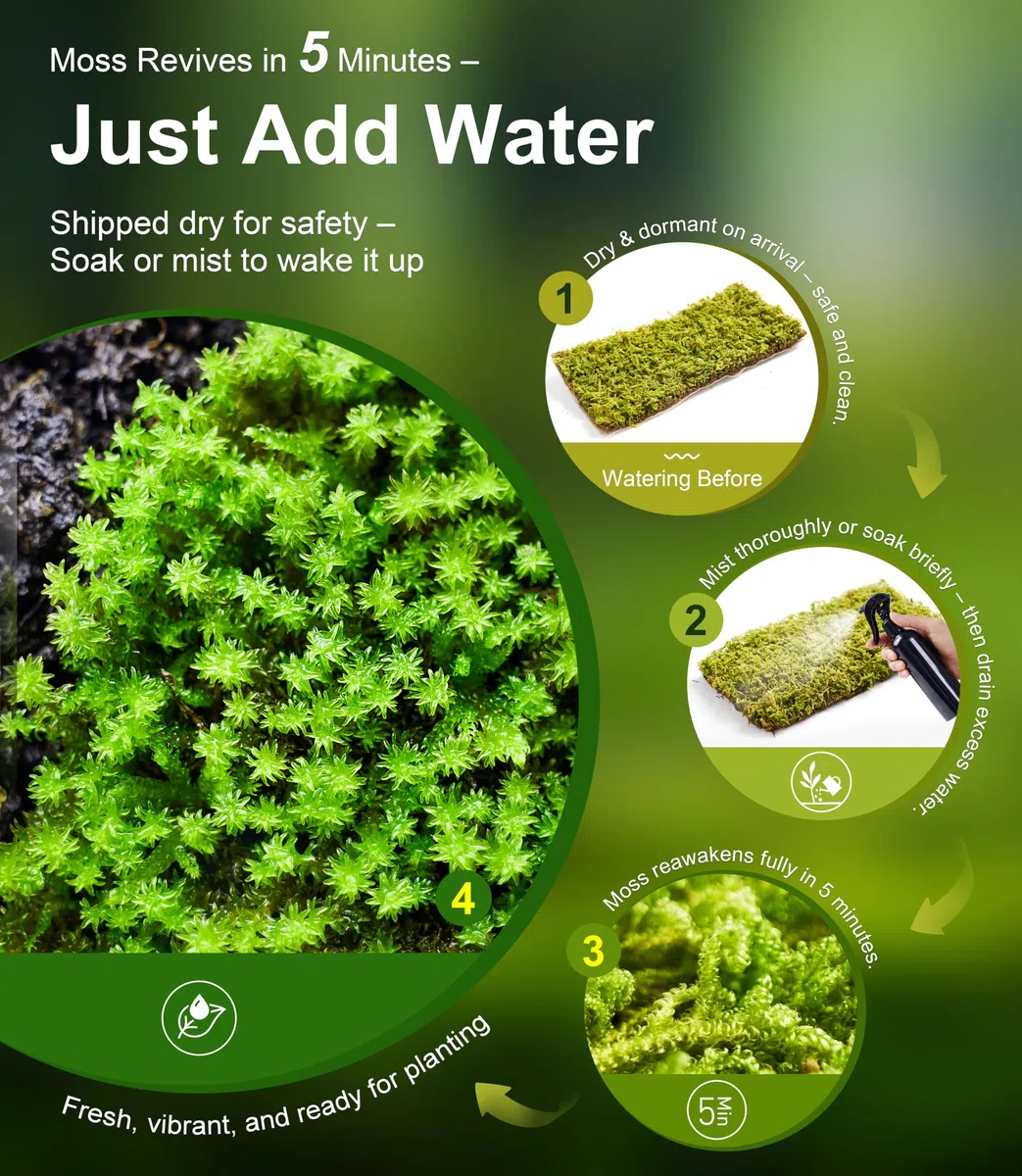 LUCKY PLANT - Musgo vivo fresco, caja de 6 x 8 pulgadas, perfecta para terrarios, paisajes en miniatura, bonsái, reptiles y suculentas. Incluye cuatro tipos diferentes de musgo vivo fresco