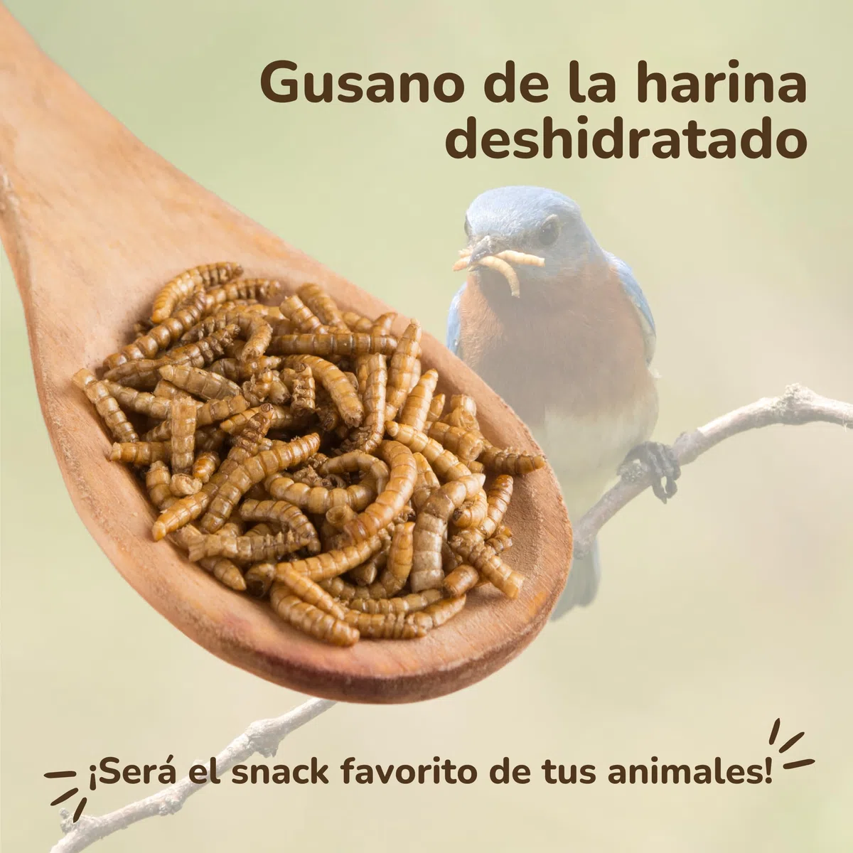 Gusanos de la Harina 1 KG - Tenebrios Deshidratados Premium 6,5L - Comida para Aves, Tortugas, Peces, Hamster, Pájaros, Roedores | +50% Proteína