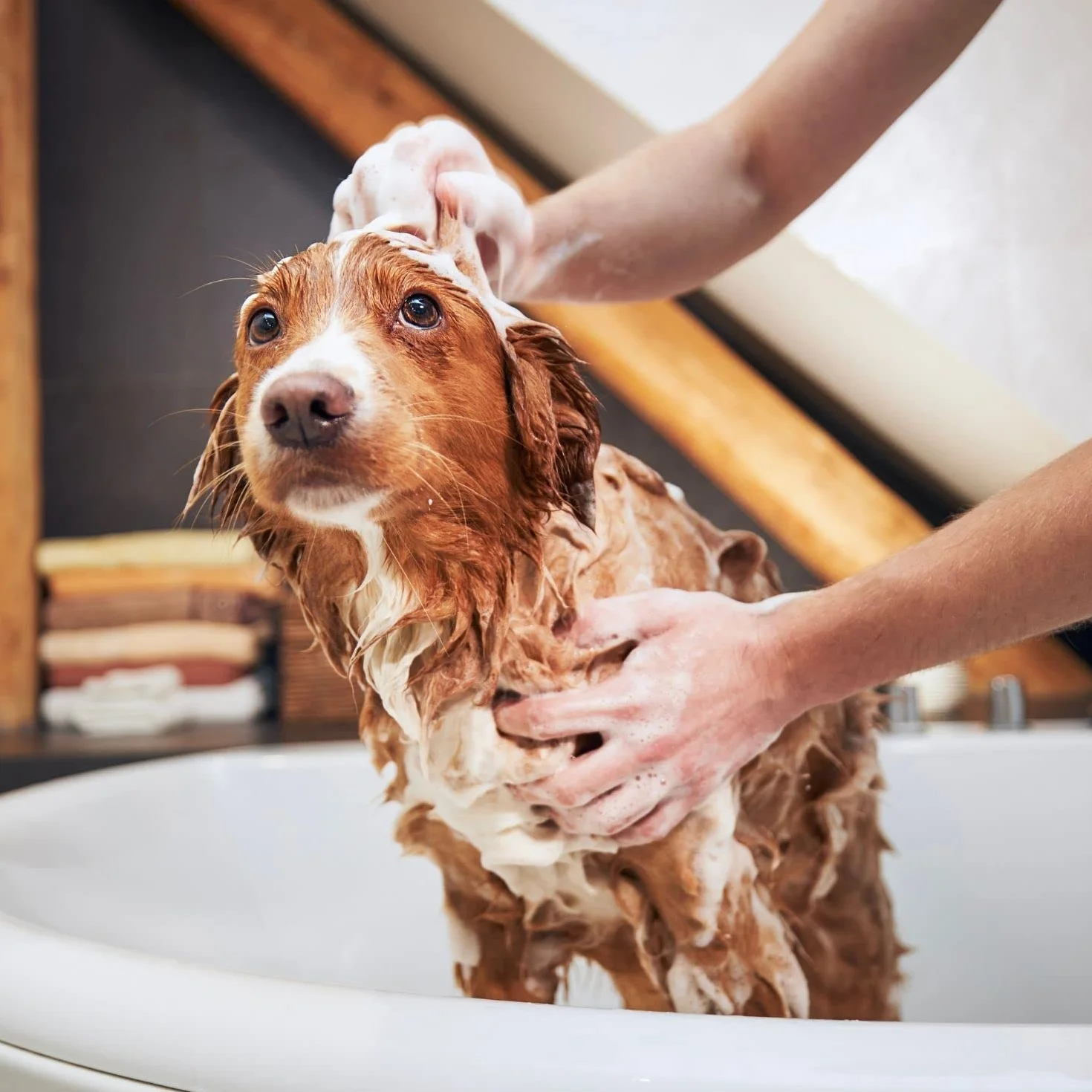 Champú de Manzana Verde - Champú para Gatos y Perros - 1 L - Ayuda a Conseguir una Profunda Reestructuración del Cabello - Ideal para Pelos Largos - IV San Bernard