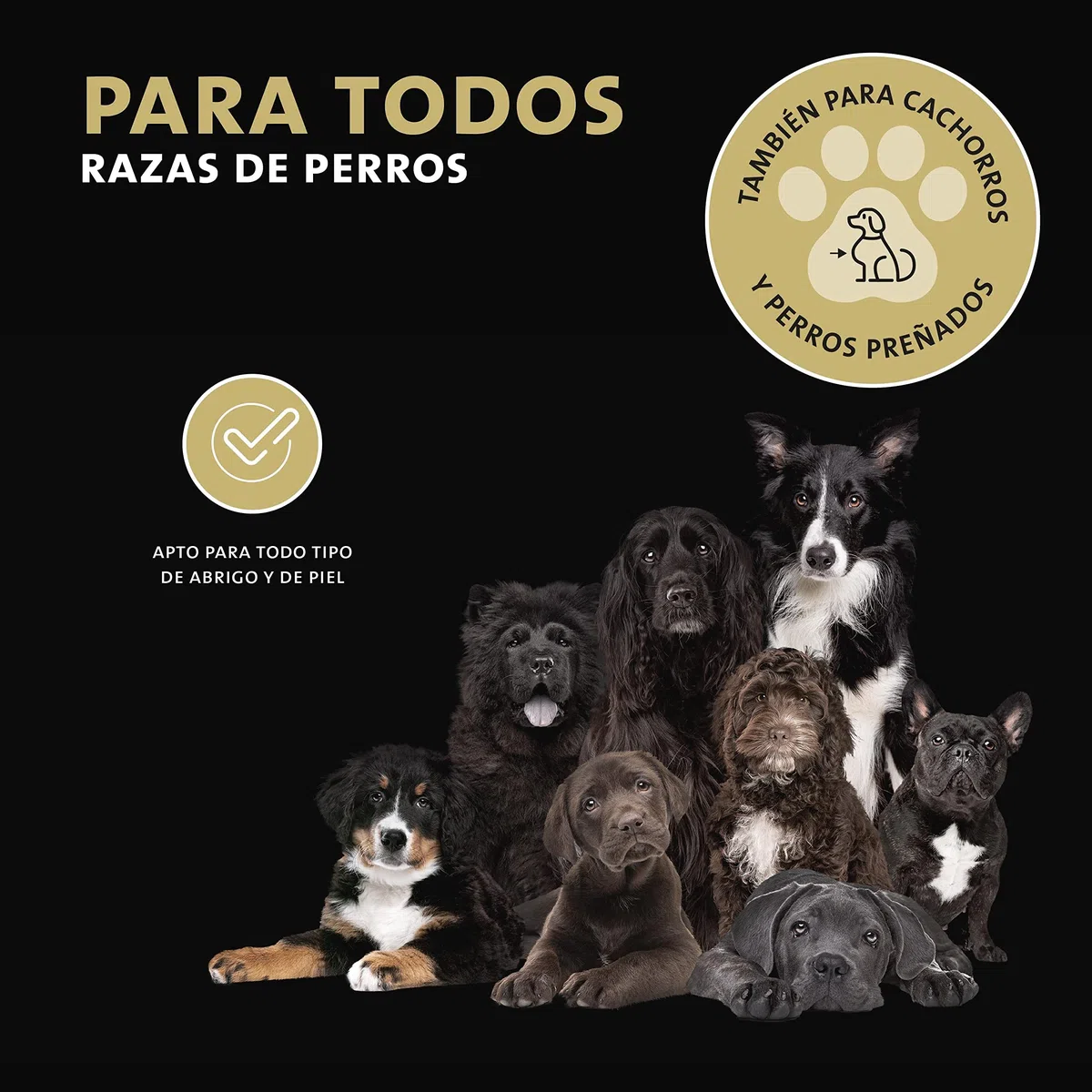Peticare Perro Champu contra Picor Fuerte, Anti-Pulgas y Anti-Acaros - Tratamiento para Parasitos y Repelente, Shampoo, Ingredientes eficaces - petDog Health 2104