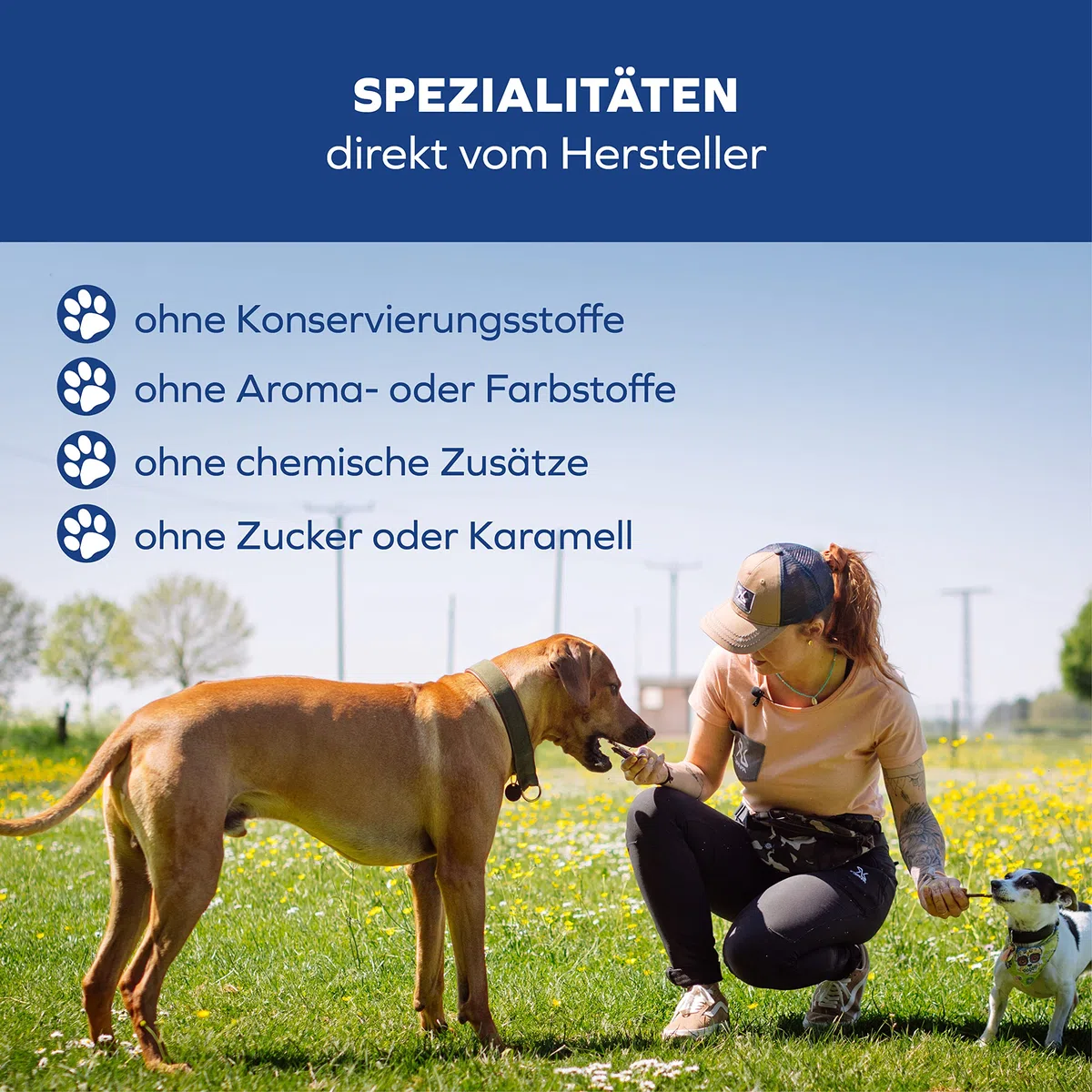 Bueyes para perros – 12 cm grandes masticables – 5 unidades para masticar de larga duración