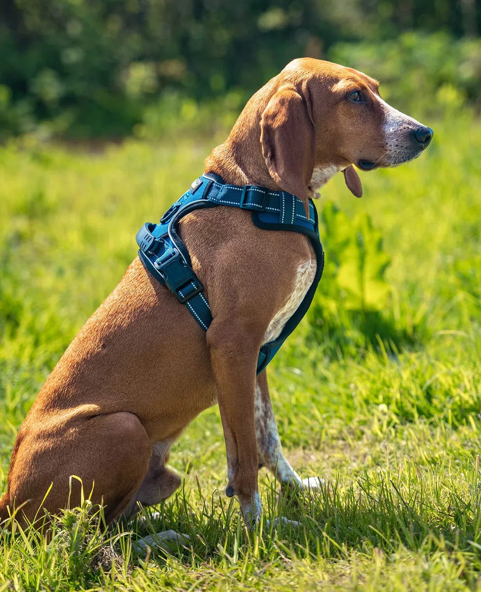 lionto Arnés para Perros Acolchado Anti tirones Reflectante Arnés de Seguridad Ajustable, Talla M, Azul