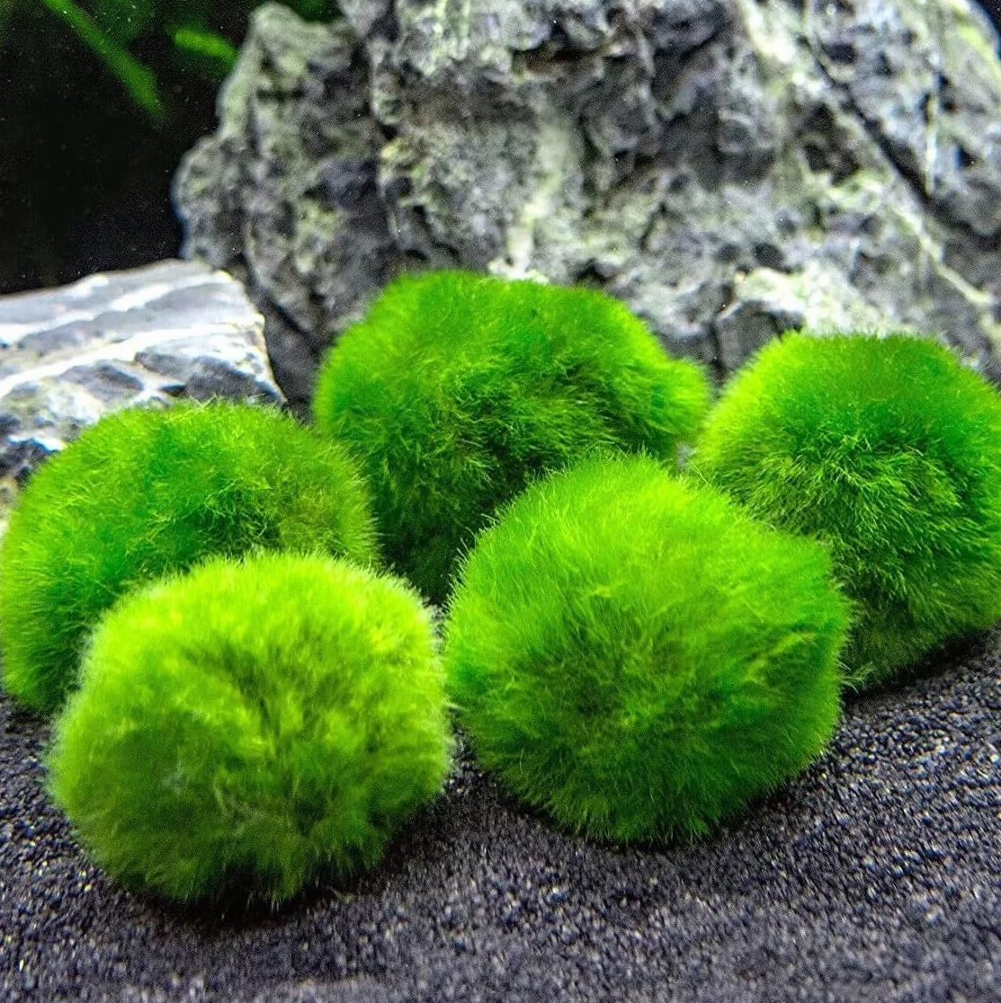 Marimo (2-3 cm) - Alga Bola Cladophora Aegagropila Musgo con Certificación, Decoración Natural para Acuarios, Terrarios y Bomboneras - Envío sellado 100% humedad (10 piezas)