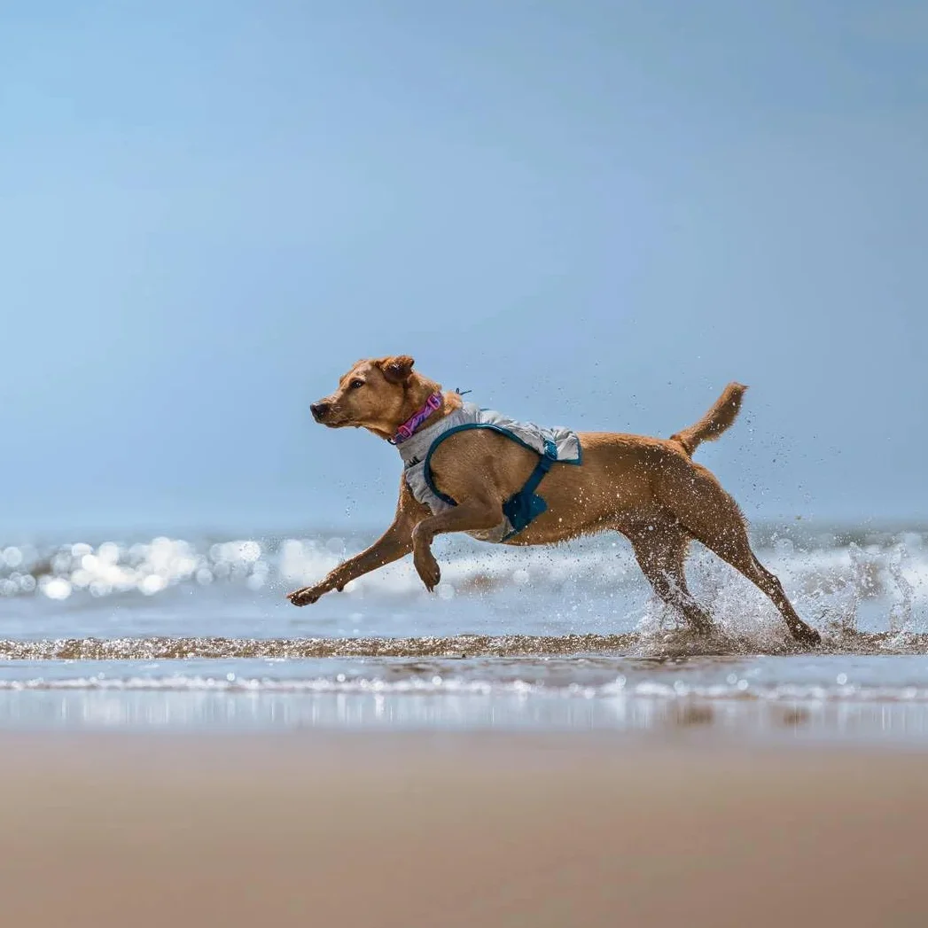 Non-Stop Dogwear Chaleco refrescante para perro, gris claro/verde azulado (M)