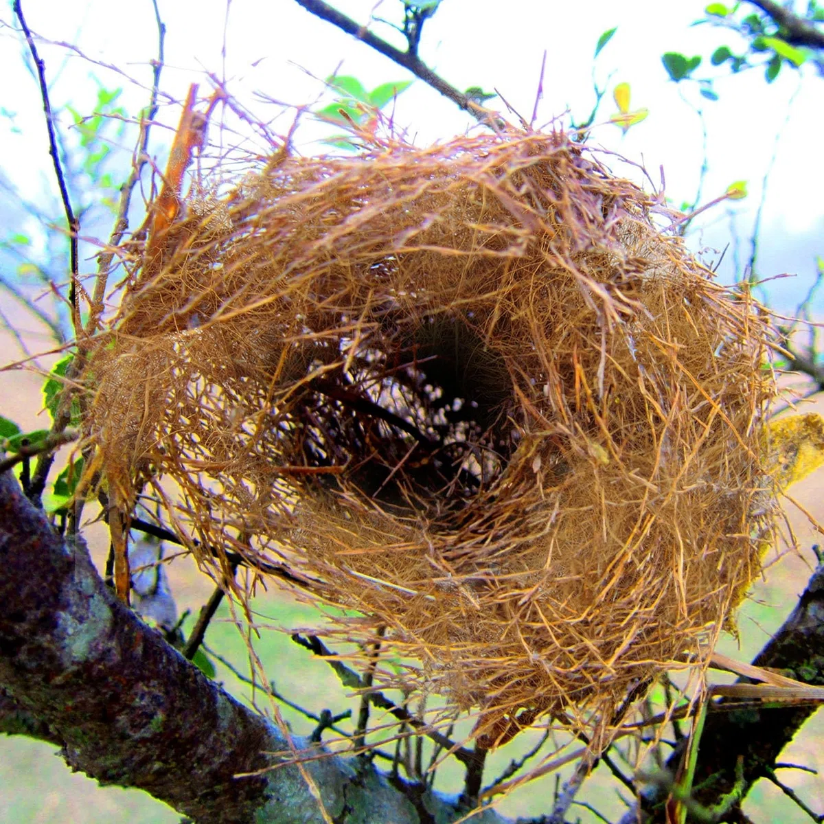 de fibra de coco y cubierta del suelo para aves | Ropa de cama 100% natural segura para forros de jaula de pájaros y animales pequeños | Disponible en tamaños 250 g y 500 g