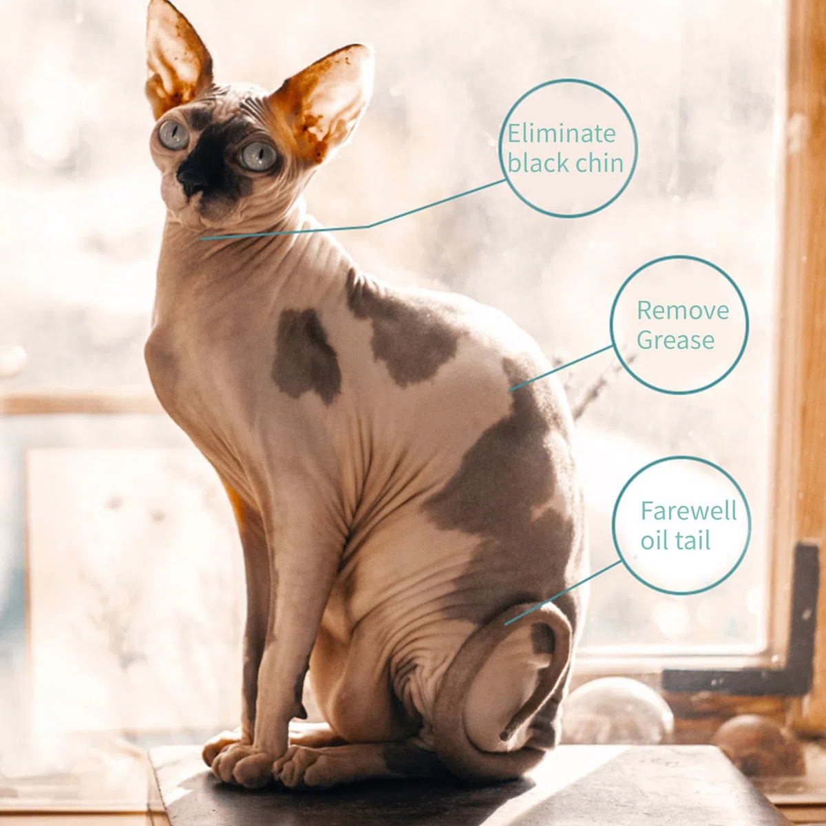 Champú de cuidado profesional para gatos sin pelo, 500 ml, perfecto para propietarios de mascotas, salones, champú para gatos, champú de limpieza profunda, accesorios de baño para mascotas para