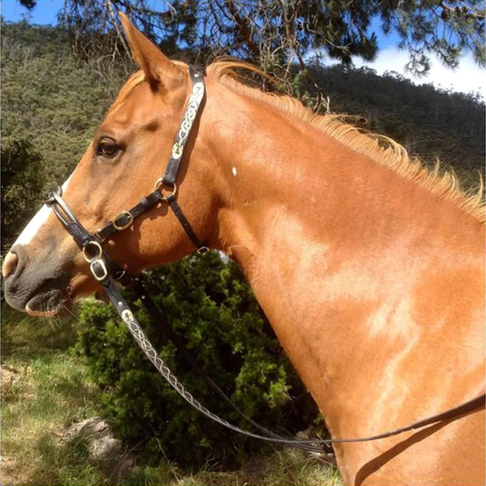 Cabezadas de caballo de tamaño completo, riendas ecuestres de cuero, con acolchado suave y hebilla de una sola mejilla, para accesorios
