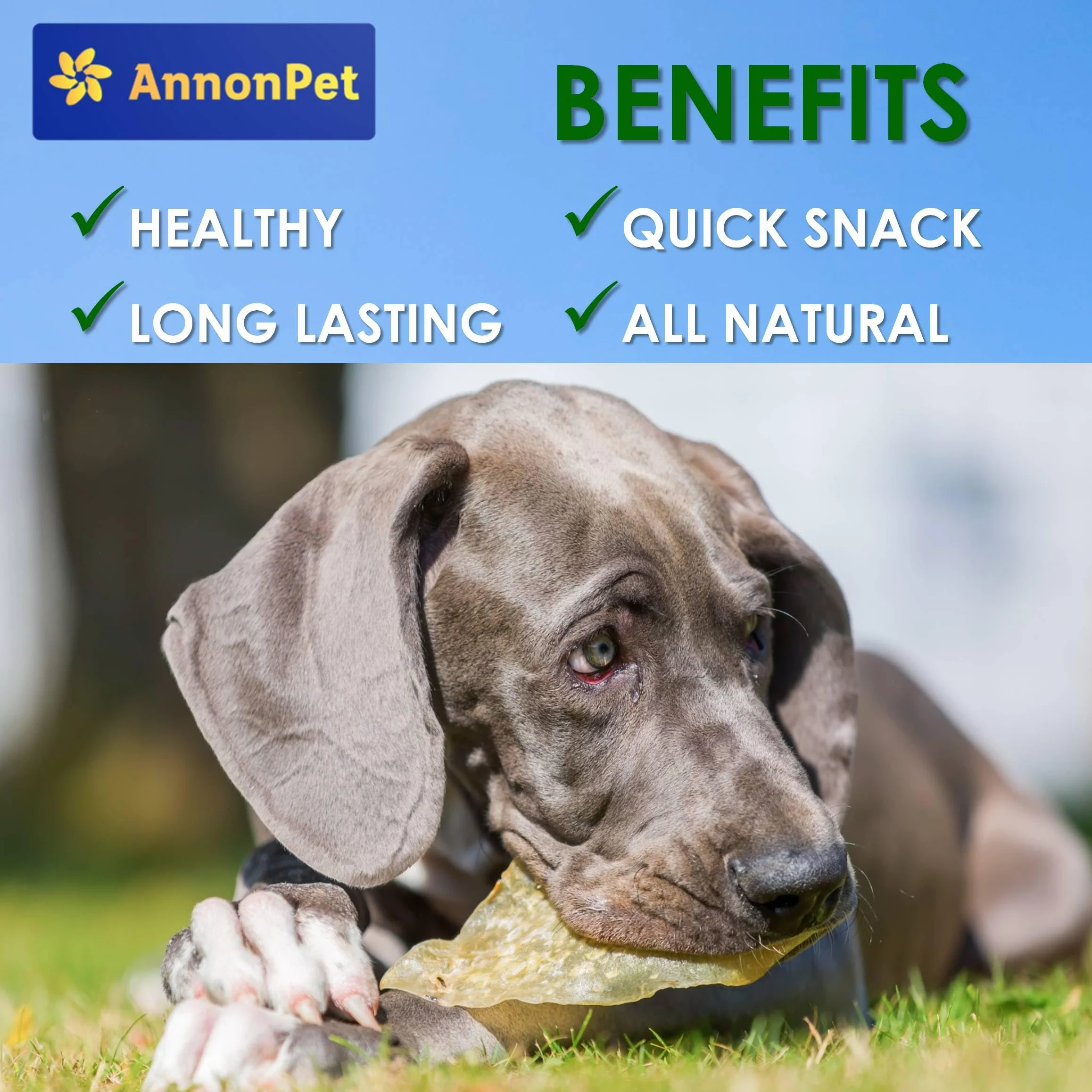 10 orejas secas para perros – Artículos masticables naturales y fáciles de digerir – Rico en proteínas, sin aditivos – Ideal para cuidado dental y alivio del estrés