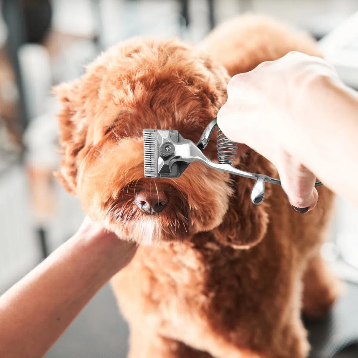 Cortapelos manual para perros, cortapelos manual para perros | Tijeras para el - Cortapelos para perros Tijeras para ovejas, Esquiladoras manuales para peluquería de animales Cortapelos portátil