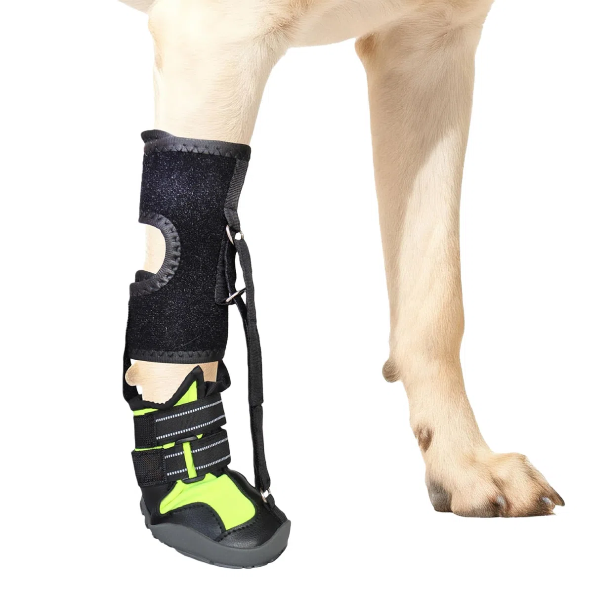 Zapatos correctivos para perros Pitadue con carrete para arrastrar las patas, levantan los dedos de manera segura. Soporte para caída de pies con carrete. Sin enganches para las uñas