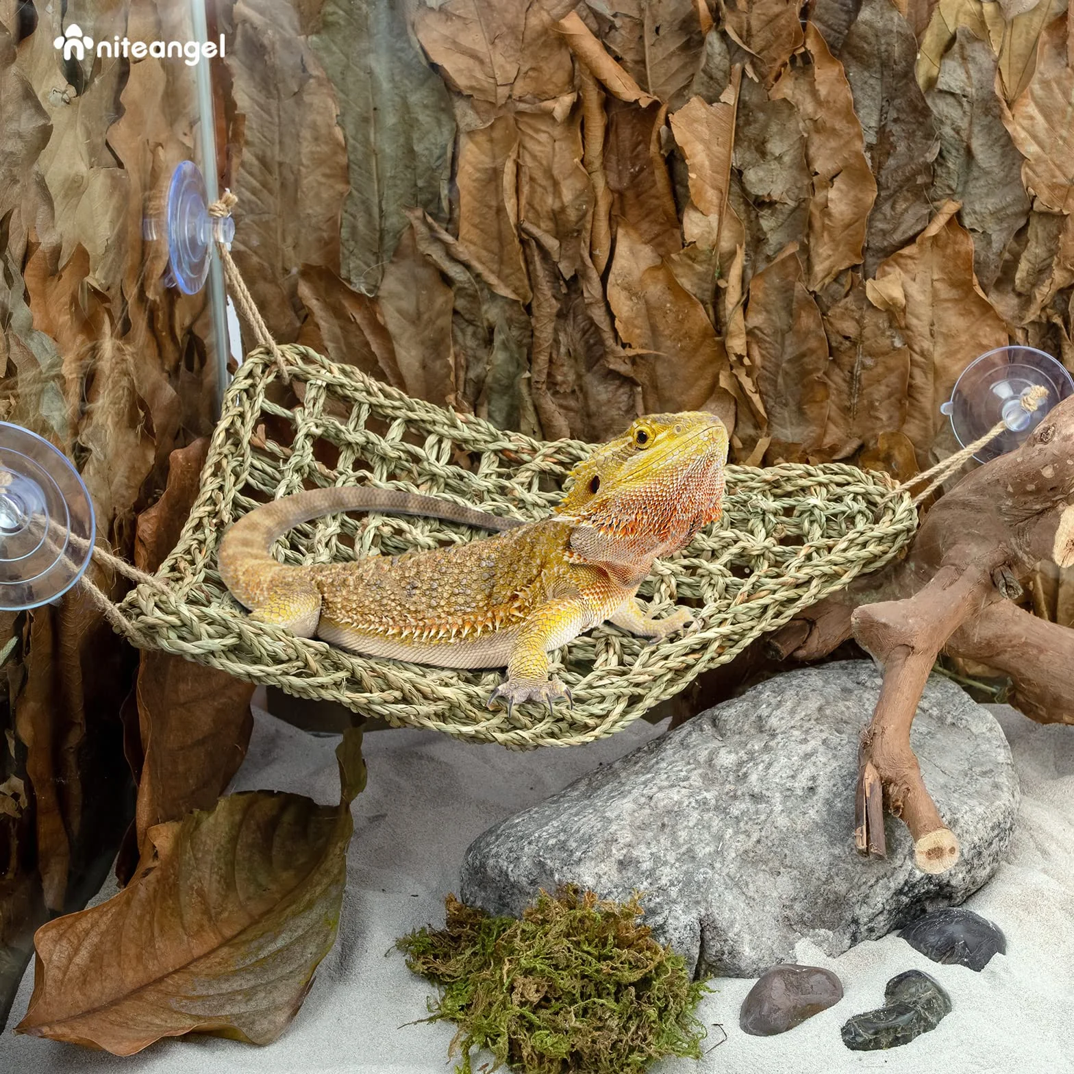 Niteangel Hamaca de dragón Barbudo Tumbona para Reptiles