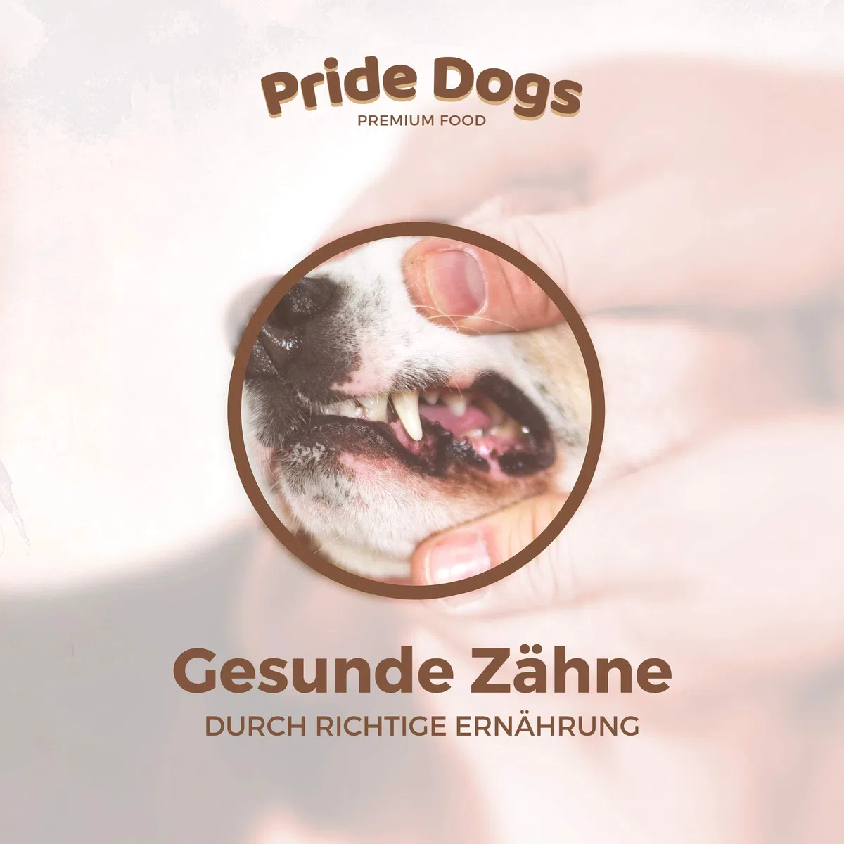 PrideDogs Piel de Cabeza de vacuno 20 cm 500 g de la Premium Kausnack para su perro, 100% vacuno de fabricación alemana, en bolsa inodora