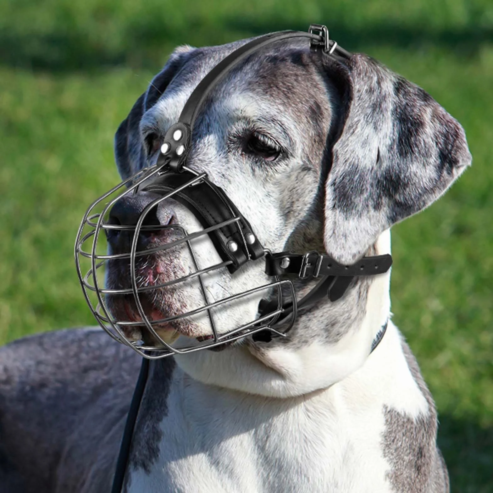 ILEPARK Bozal de Perro de Metal con Correas de Cuero, Pitbull, Gran Danés, Rottweiler, Cesta de Alambre Seguro, Transpirable, Ajuste Ajustable para Perros Grandes (Negro)