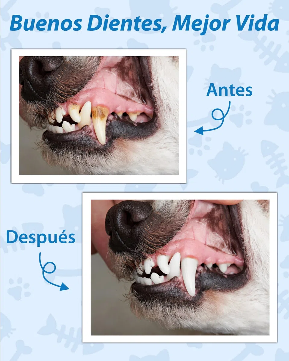Kit de Limpieza de Sarro Dental Ultrasónico para Perros y Gatos, Detartrador Cepillos Ultrasónicos de Dientes Quita Manchas Limpiador, 5 Modos de Limpieza y 4 Cabezales de Limpieza para Mascotas