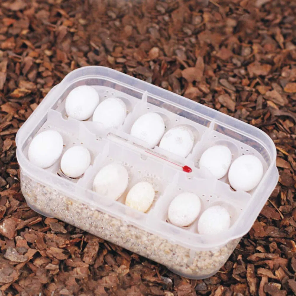 2 Cajas de incubación para Reptiles, Bandeja Profesional de plástico Transparente para cría de lagartos y Reptiles, incubadora de Huevos para Geckos y Serpientes.