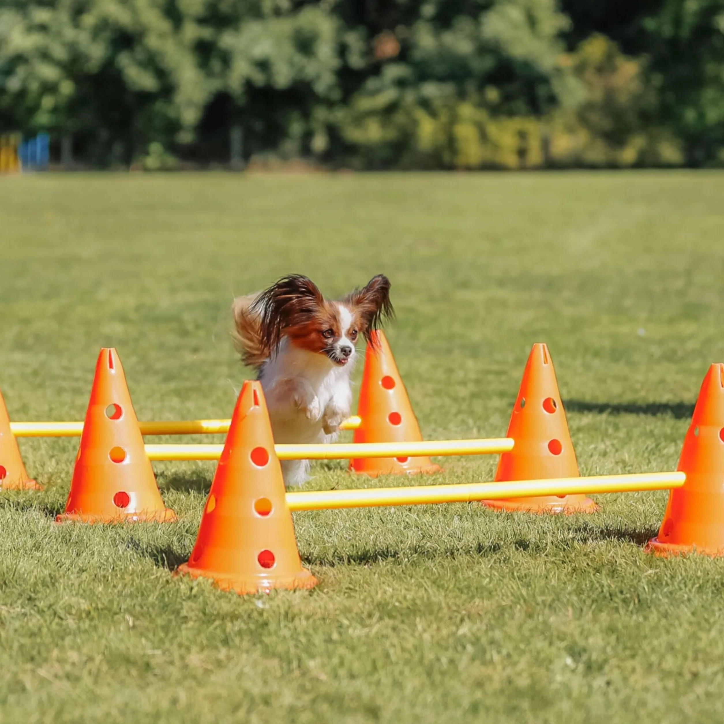 TRIXIE Set de Obstáculos para Perros