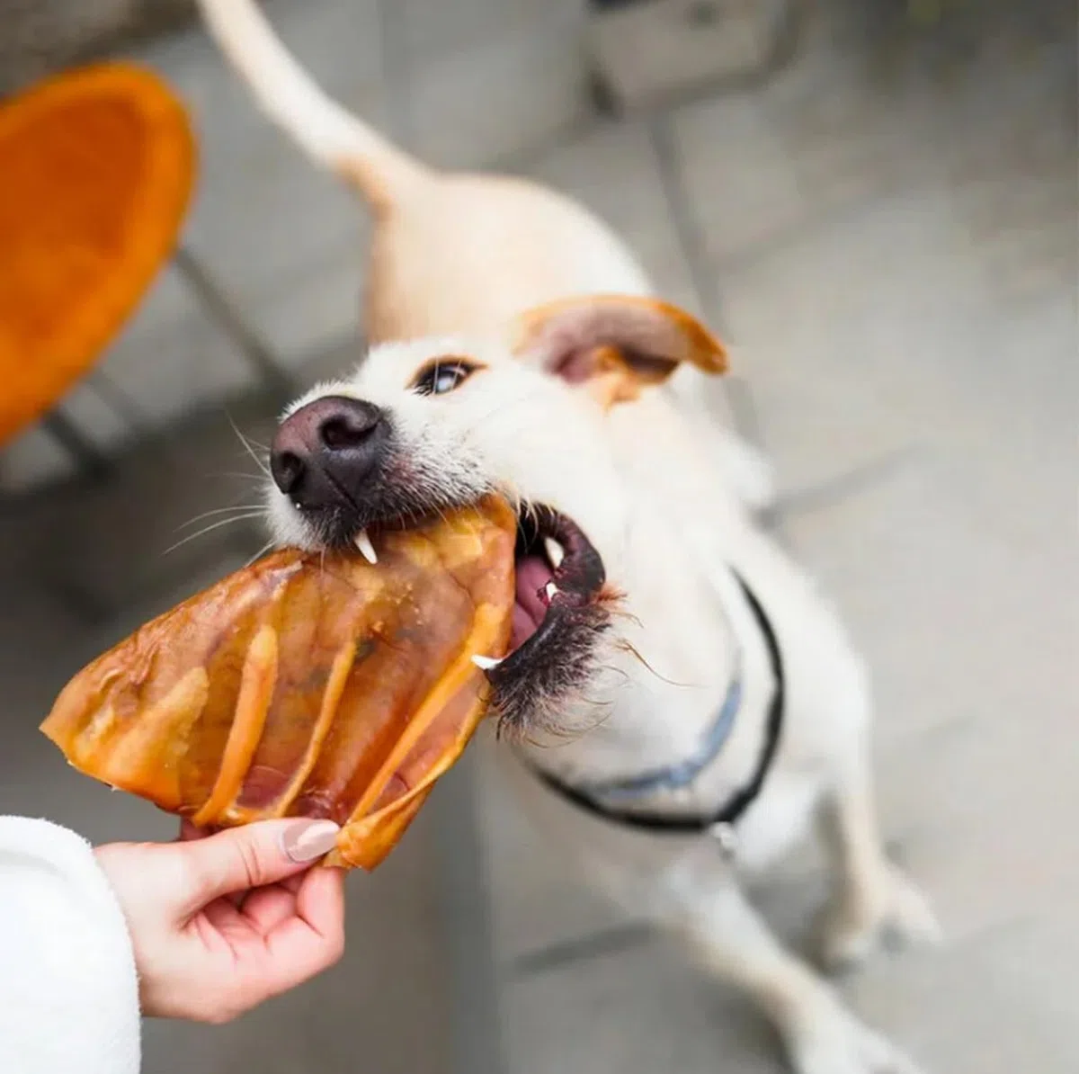 Snacks Naturales Deshidratados para Perros, 20 unds. (Orejas de Cerdo) | Chuches Deshidratadas de Carne Seca