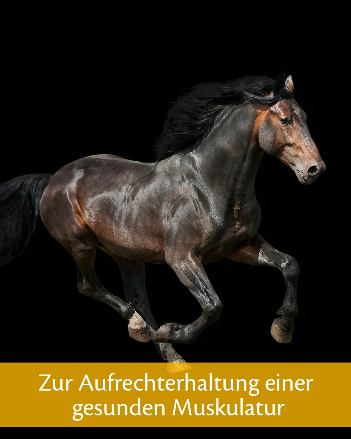 EQUISTRO Excell E | Complemento alimenticio para caballos | Apoyo de la función muscular | Ayuda a aliviar el sobreesfuerzo muscular y la tensión | 3 kg