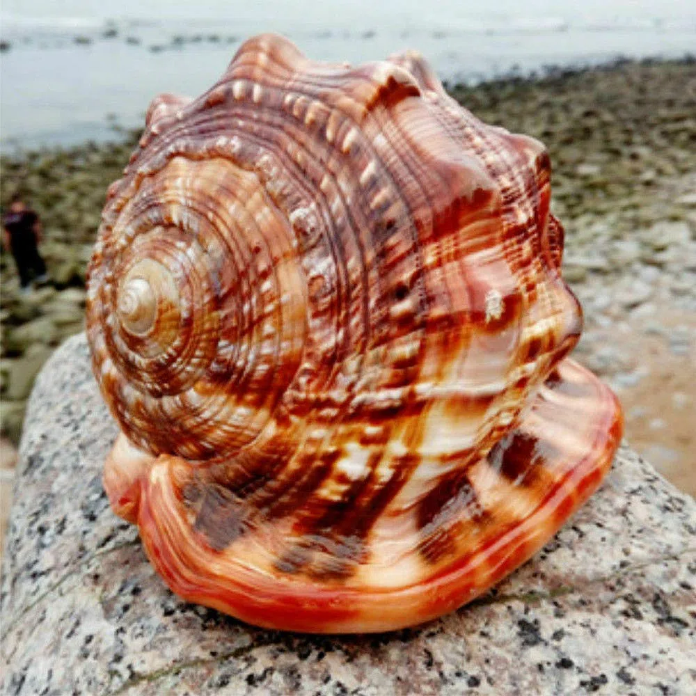Tlilyy de de Natural Concha Concha Coral Pecera de Caracol de Mar Adornan Adorno 1 Unids
