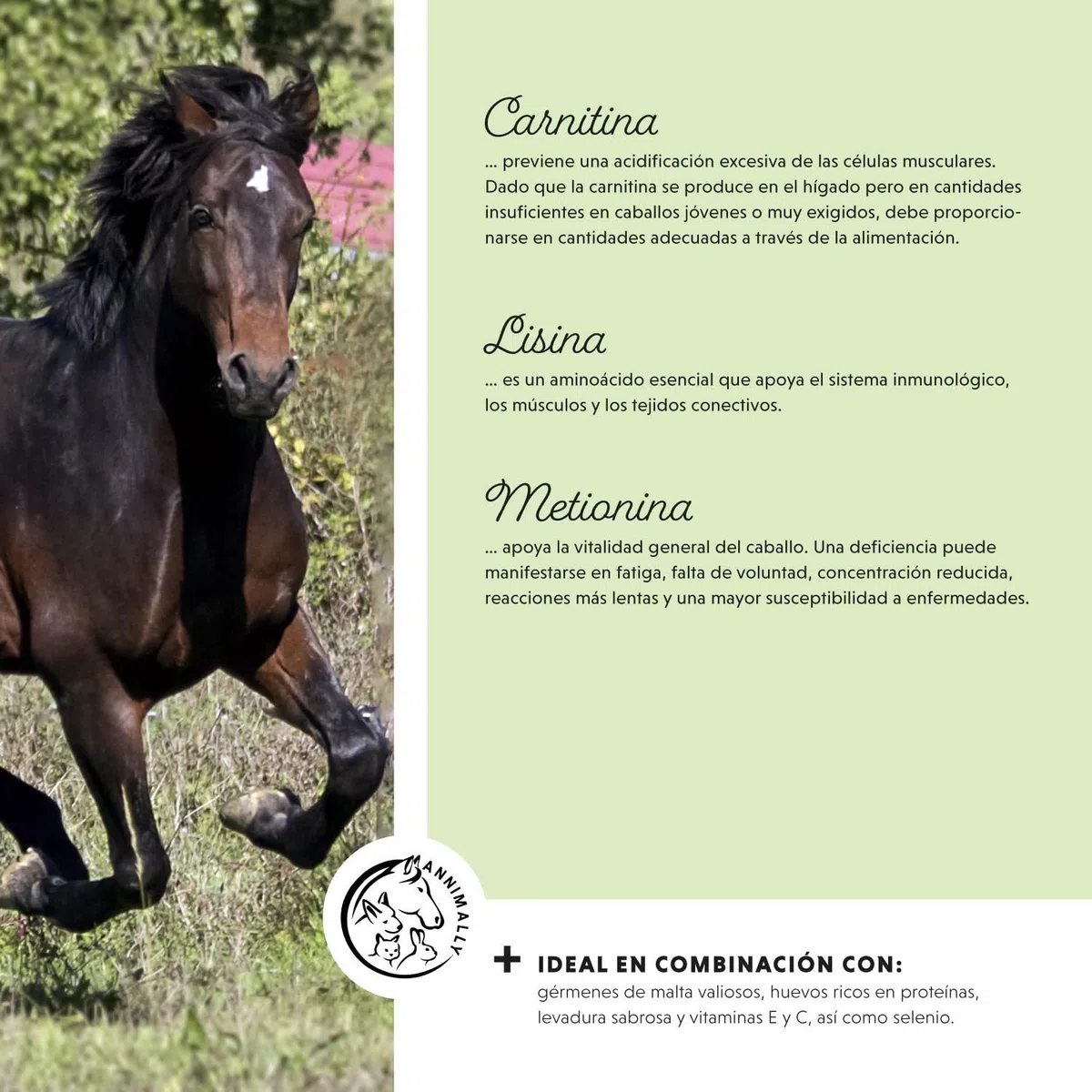 Polvo para el Desarrollo Muscular para Caballos de 700 g con proteína de Soja, lisina, carnitina, treonina, metionina: suplemento aminoácido para el fortalecimiento de la Musculatura en Caballos