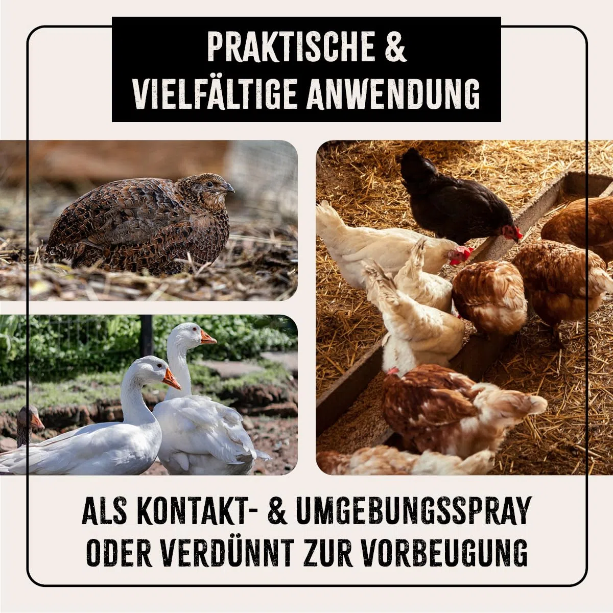 AniForte Aerosol para Pollos y Aves de Corral 500 ml - contra ácaros y parásitos, ácaros del Polvo, Aerosol Ambiental y Aerosol de Contacto, para infestaciones agudas y Medidas preventivas