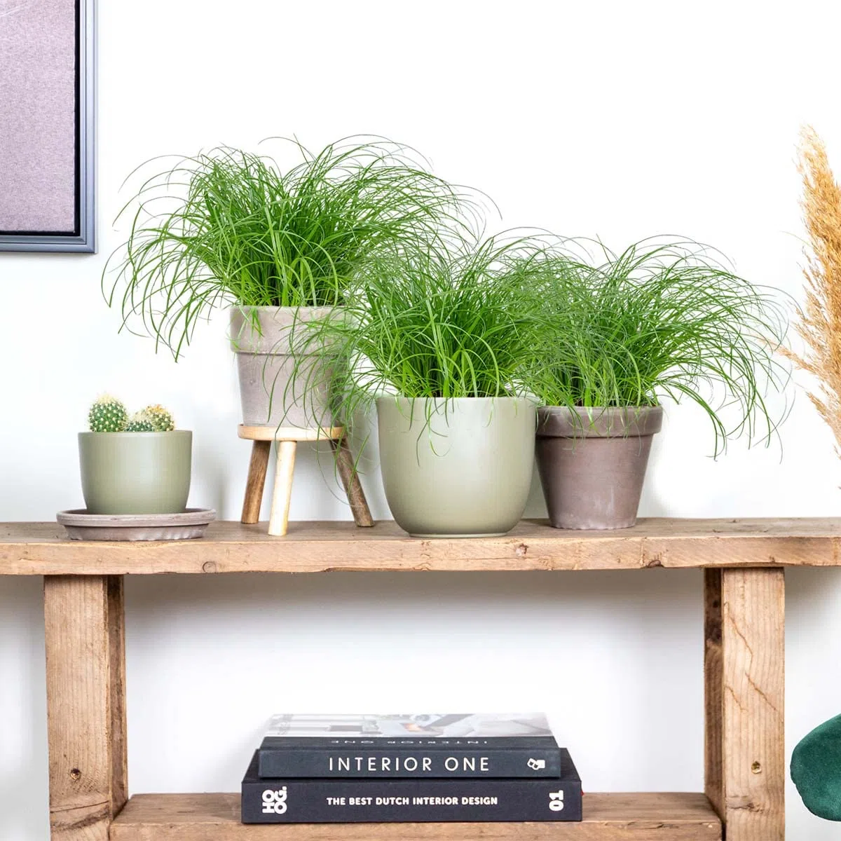 Bloomique - Set de 3 - Cyperus ‘Zumula’ - Hierba para gatos - Planta de interior - Apta para mascotas - Altura 20-30 cm - Maceta 12 cm