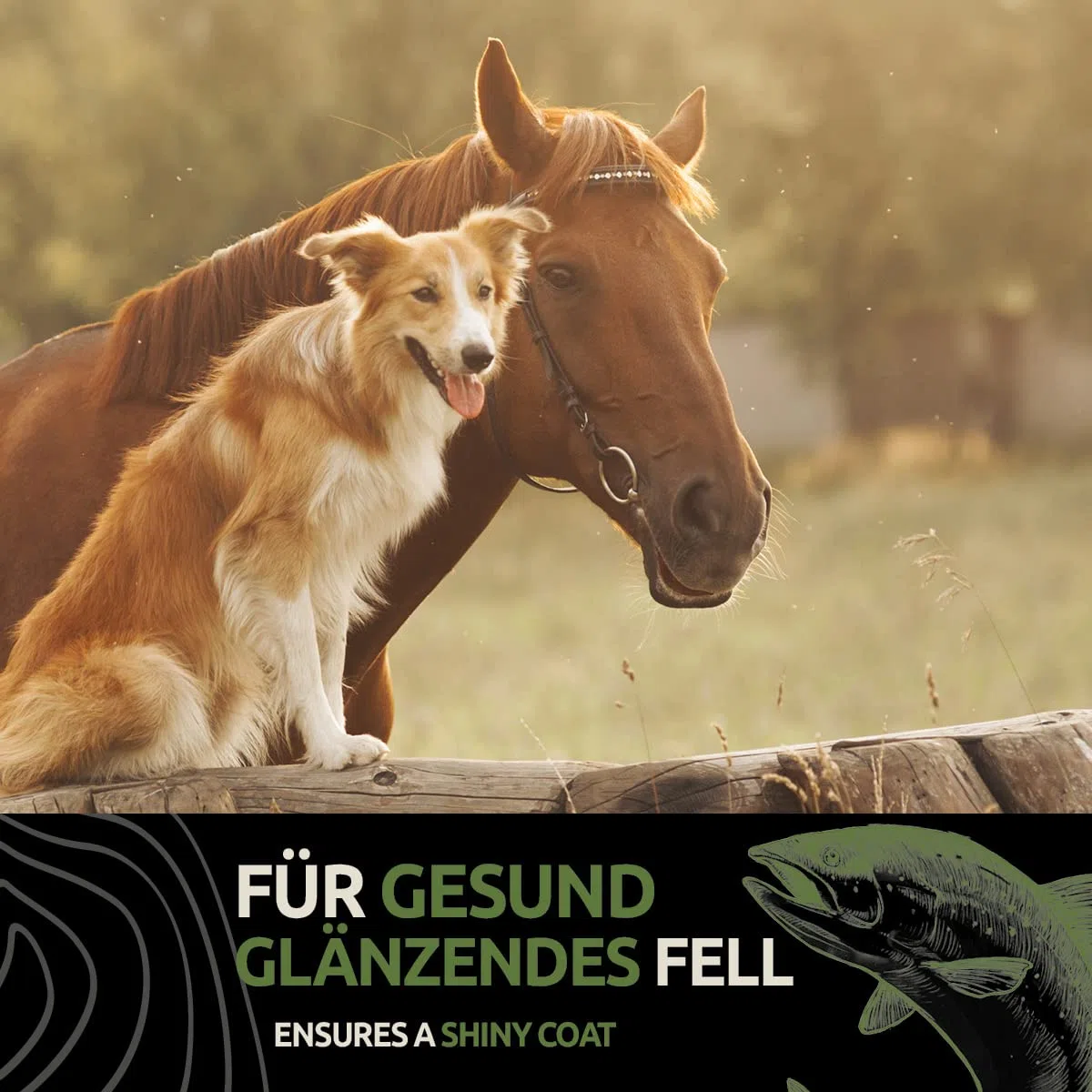 GreenPet Aceite de Salmón para Perros y Caballos 5 litros - Aceite Omega 3 - Aceite de Pescado para un Brillo Natural y Cuidado del Pelaje - Ayuda con la Piel Seca