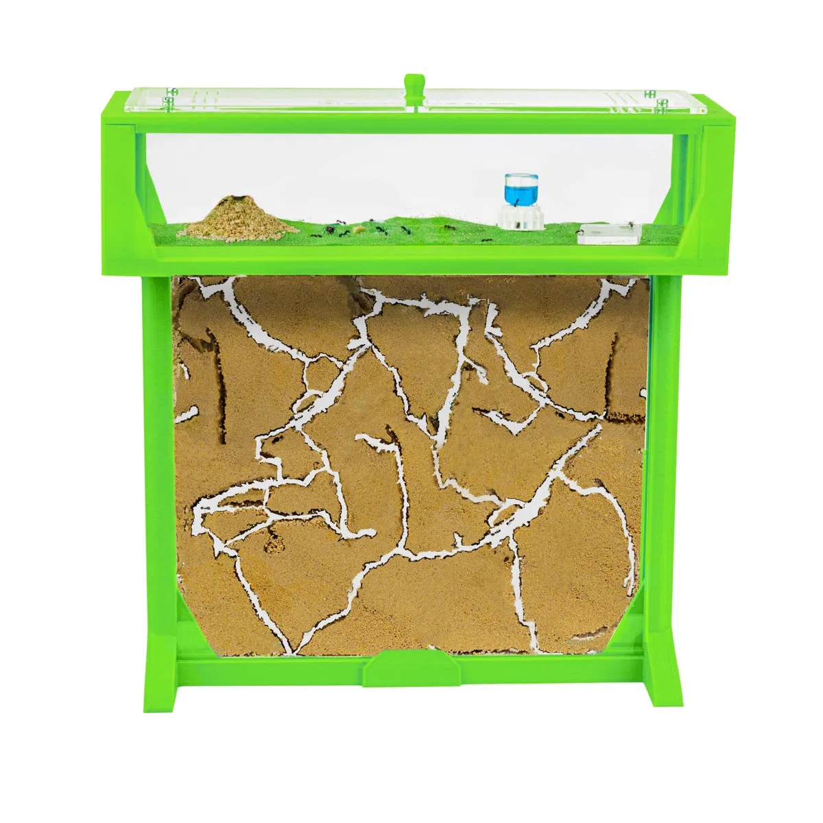 AntHouse.es - Hormiguero Natural de Arena | Kit 3D T Big 25x20x1,5 cm | Granja de Hormigas Verde | Colonia de Hormigas Incluida