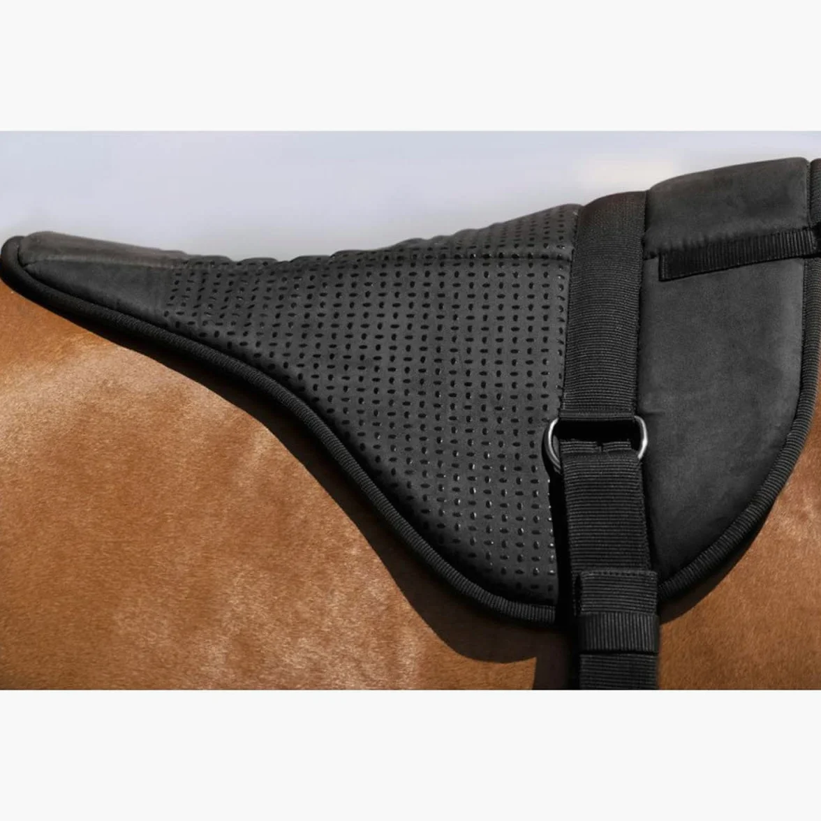 Norton-equestrian