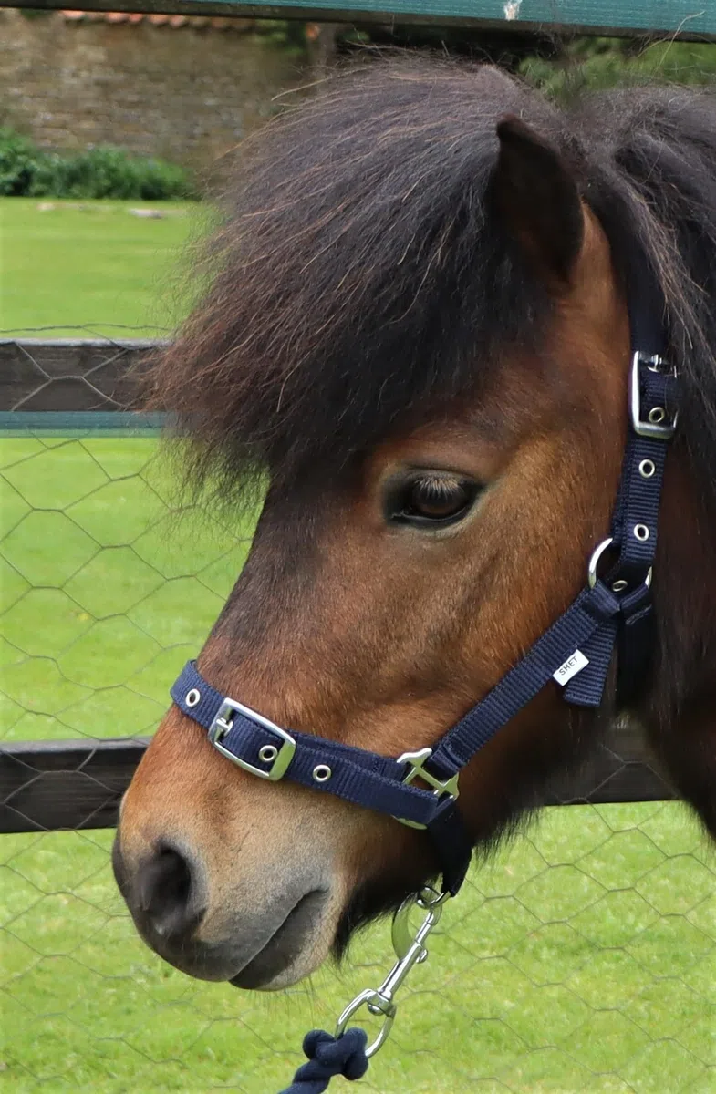 Ruggles Collar de cabeza para poni Shetland y caballos en miniatura, duradero y ajustable, ideal para el uso diario (azul marino, Shetland)
