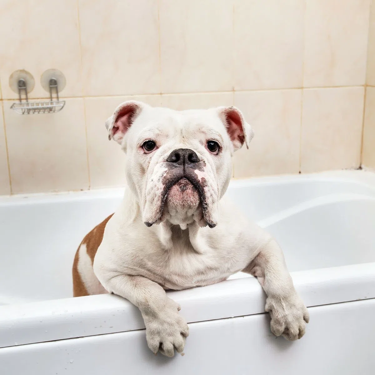 Champú de Manzana Verde - Champú para Gatos y Perros - 1 L - Ayuda a Conseguir una Profunda Reestructuración del Cabello - Ideal para Pelos Largos - IV San Bernard