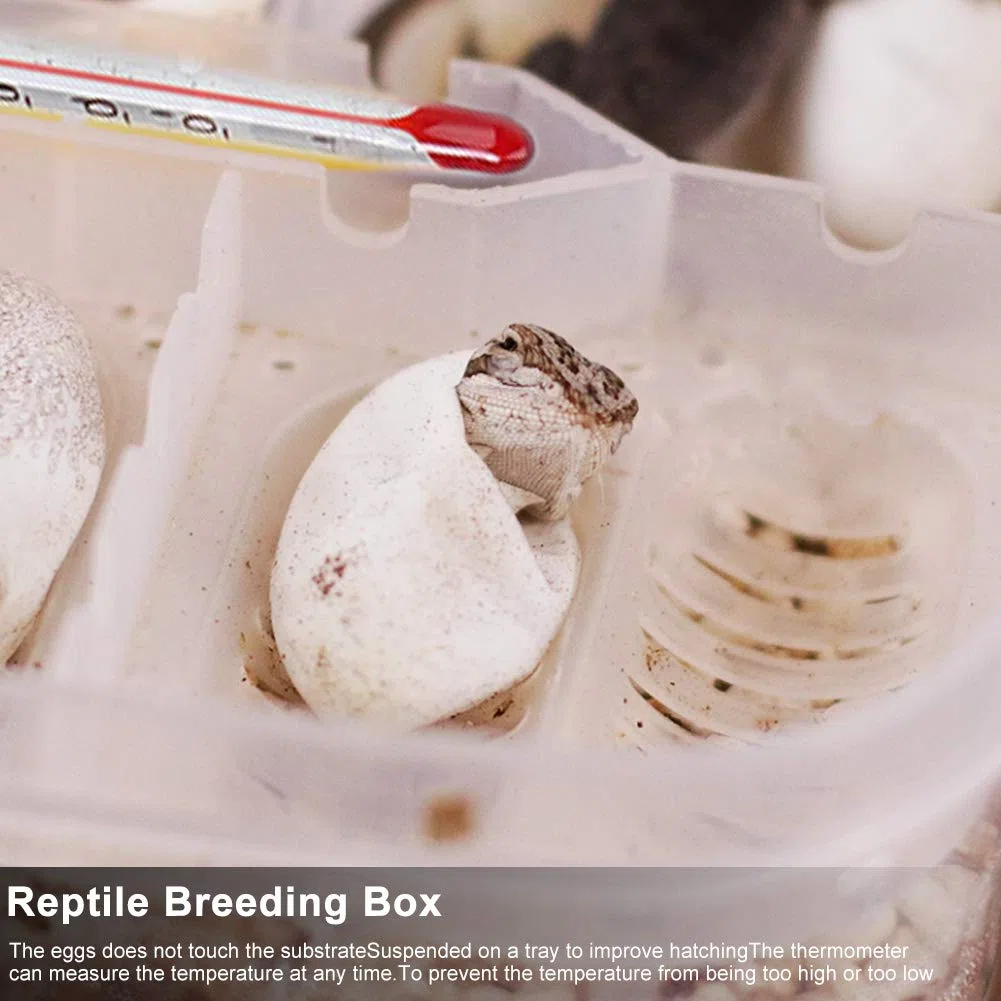 2 Cajas de incubación para Reptiles, Bandeja Profesional de plástico Transparente para cría de lagartos y Reptiles, incubadora de Huevos para Geckos y Serpientes.
