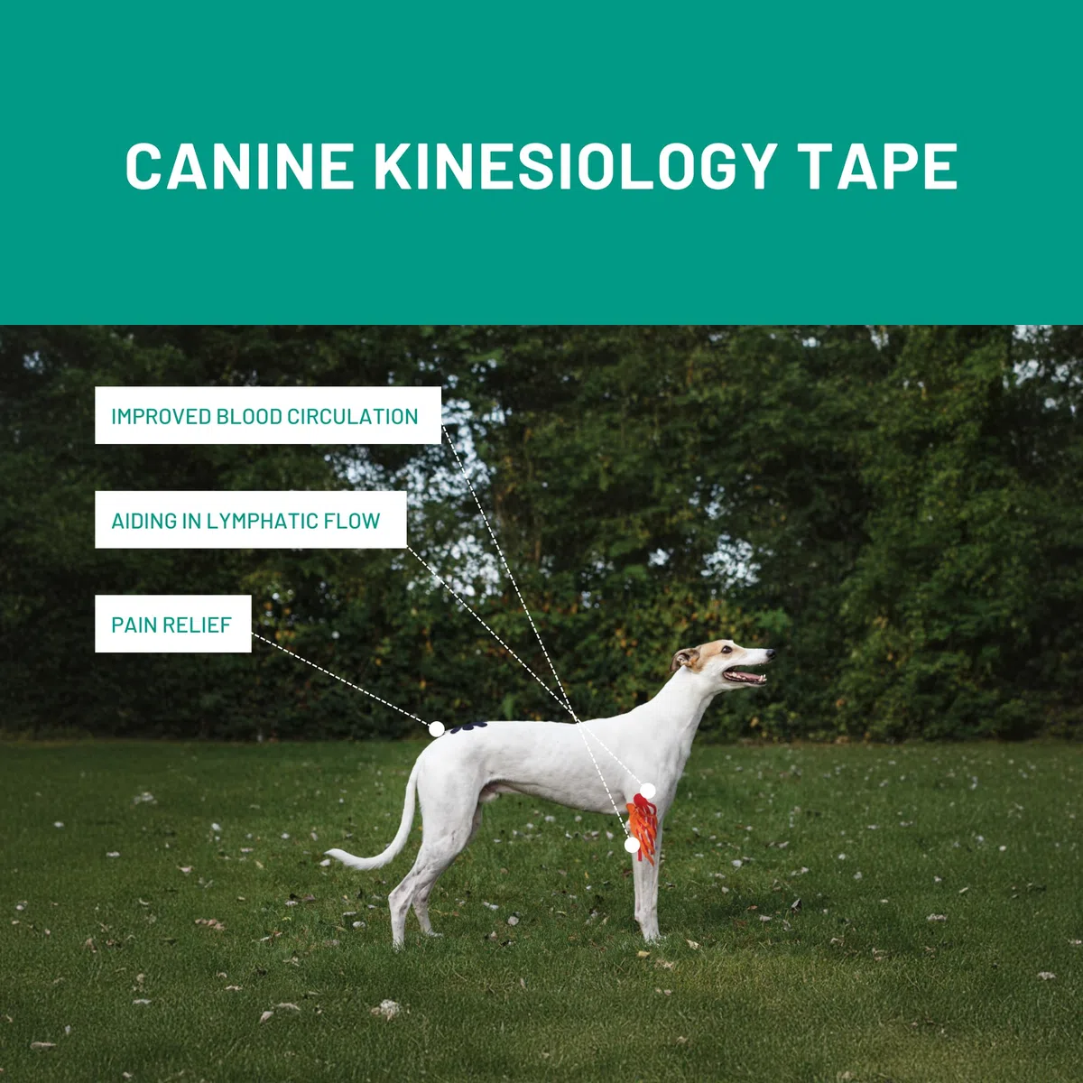 VETKIN Kinesiology taping for dogs
