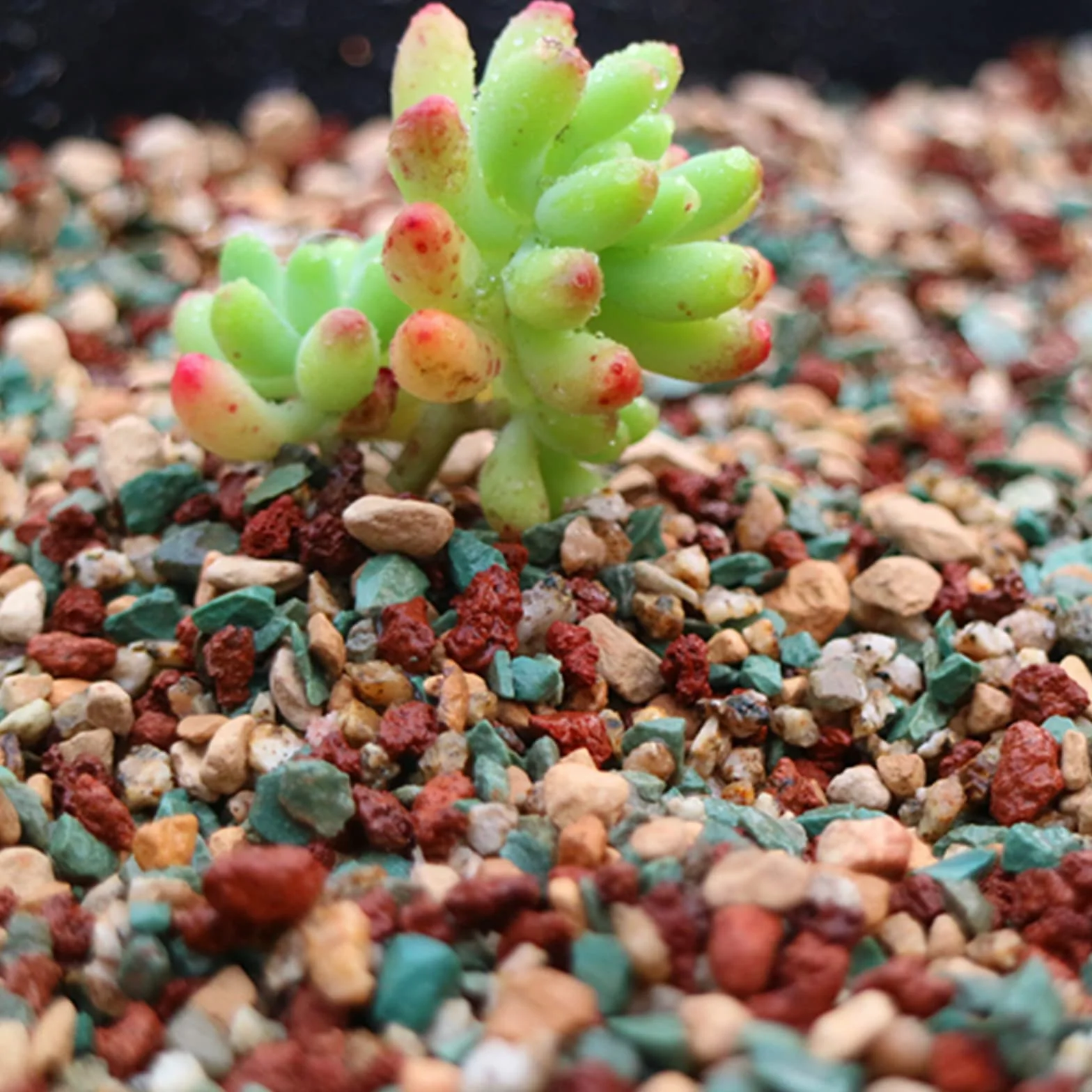 YUNSTK Mezcla de roca de lava hortícola, cactus suculento natural en maceta bonsái para jardín, grava, aderezo decorativo, para interiores, tanque de peces, 2.2 libras