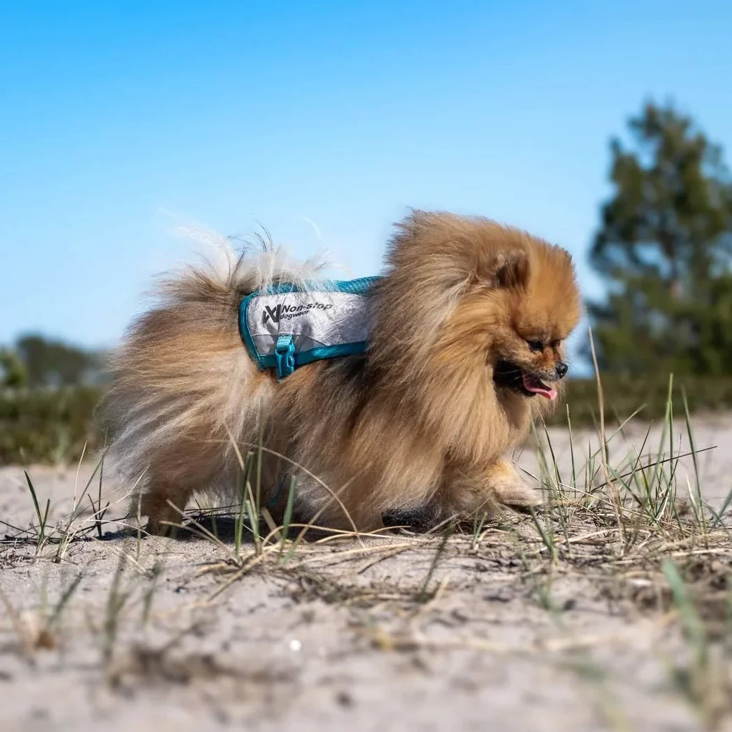 Non-Stop Dogwear Chaleco refrescante para perro, gris claro/verde azulado (M)