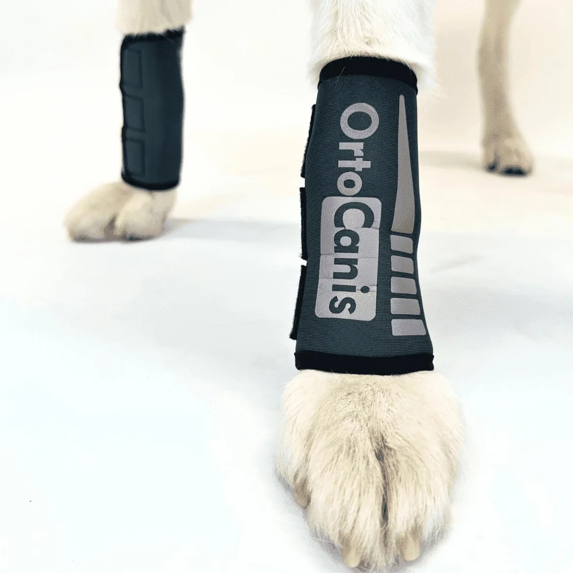 Ortocanis - Muñequera - Protector de Patas para Perro - Artrosis, Lesiones en Ligamentos, Tendones o Perros de Agility - Fabricado en Neopreno ARD - Talla M 14-16 cm