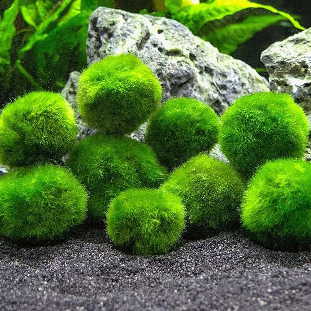 Marimo (2-3 cm) - Alga Bola Cladophora Aegagropila Musgo con Certificación, Decoración Natural para Acuarios, Terrarios y Bomboneras - Envío sellado 100% humedad (10 piezas)