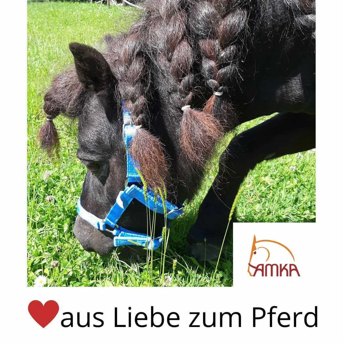 AMKA Trenza de agua para pony, acero inoxidable, grosor de 10 mm, anillos de 40 mm, 7,5 – 9,5 – 10,5 cm