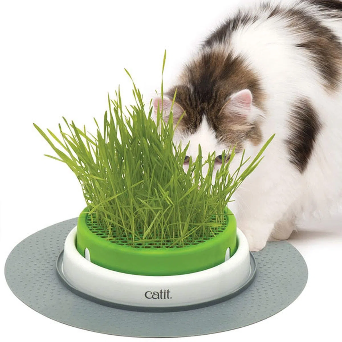 Catit Germinador con Hierba Gatera, Verde, 1 Unidad (Paquete de 1)