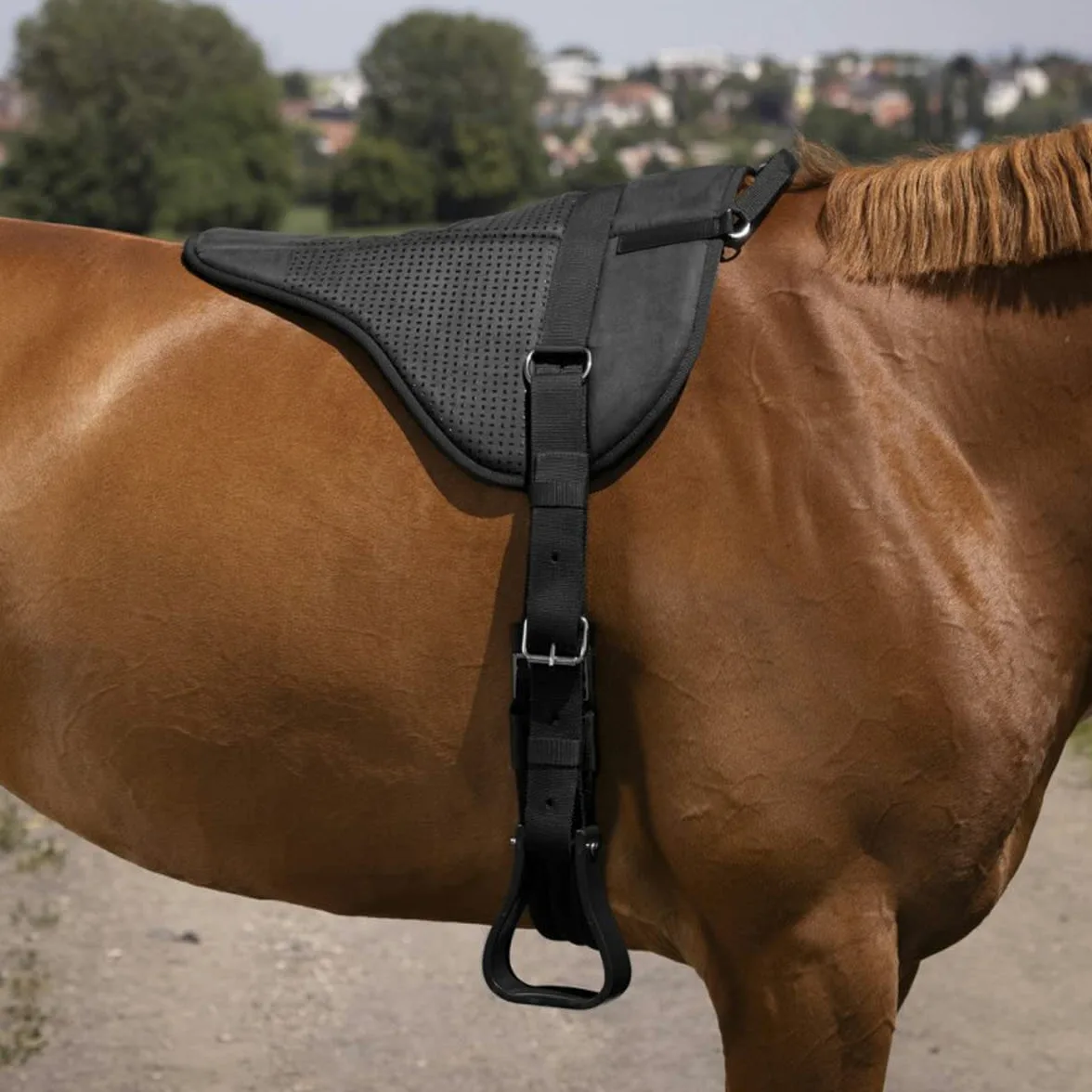 Norton-equestrian