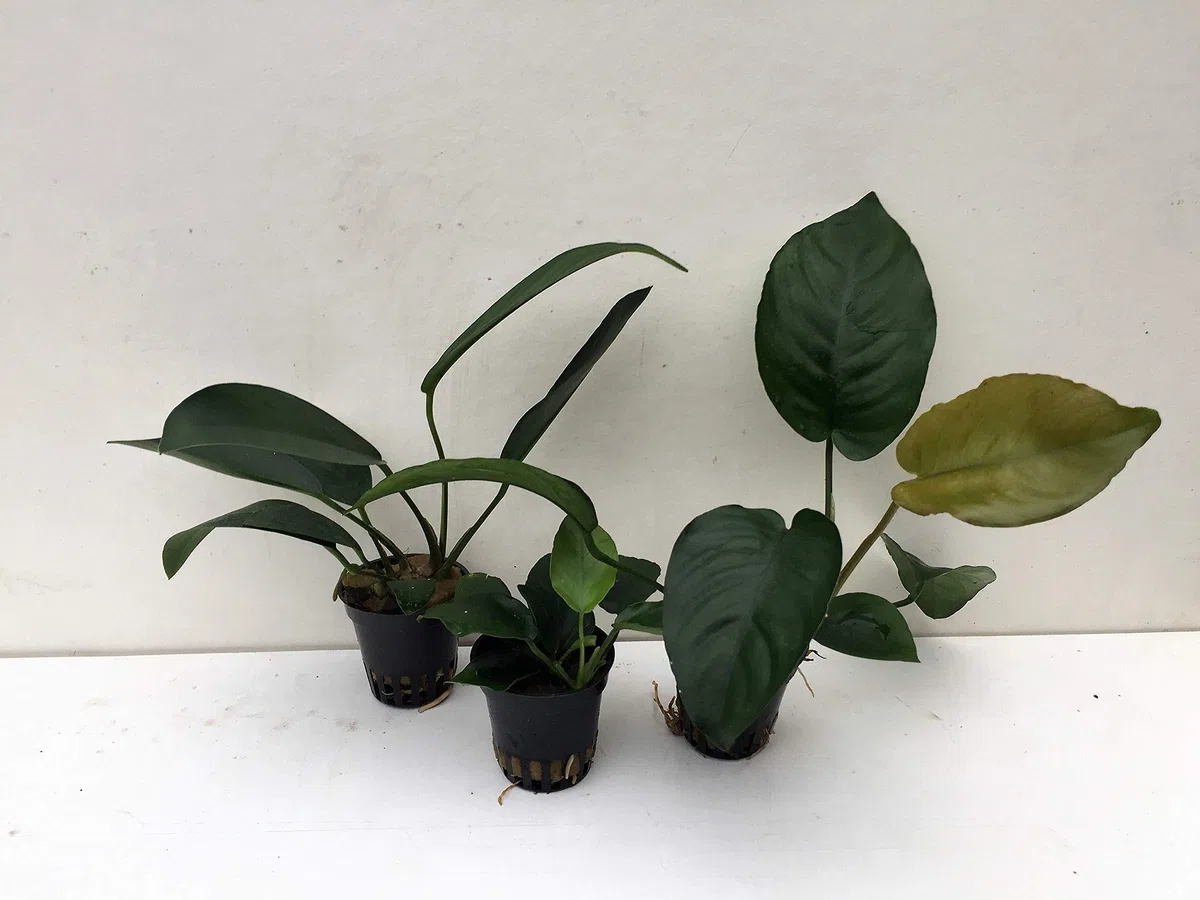 Anubias Mix - 3 macetas para plantas acuáticas
