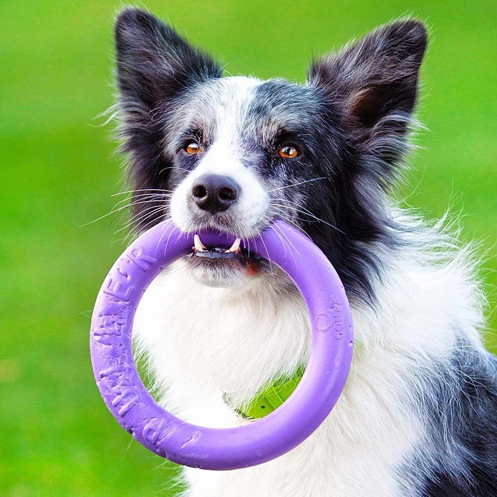 Ferplast Juguete Perro, Anillo de Entrenamiento Perros para Masticar, Correr, Saltar, Disparar, Robusto, No Tóxico, Puller Midi, Juegos para Perros Pequeños y Medianos, Juego 2 Anillos de Fitness